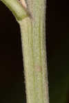 Giant ironweed